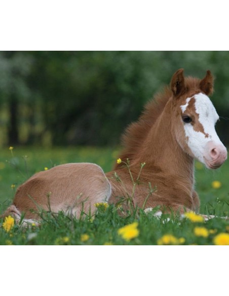 Brainstorm - Horse Torch and Projector - zaklamp paard