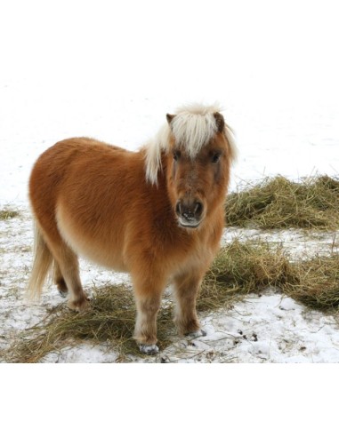 Brainstorm - Horse Torch and Projector - zaklamp paard