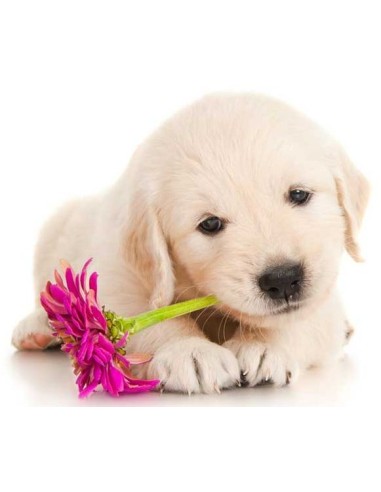 Brainstorm - Puppy Torch and Projector - zaklamp puppy's