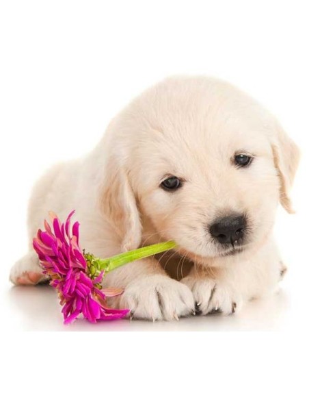 Brainstorm - Puppy Torch and Projector - zaklamp puppy's