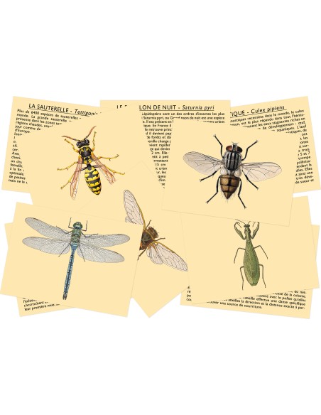 Marc Vidal - 165NL - Ken je de insecten? NL