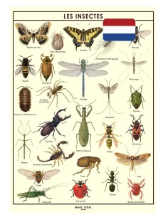 Marc Vidal - Poster Insecten in kartonnen koker NL