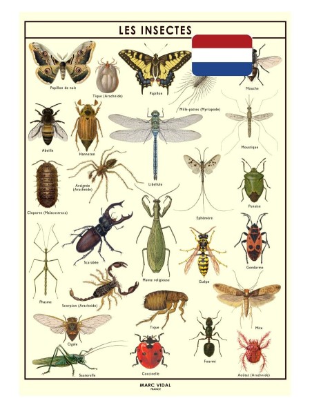 Marc Vidal - Poster Insecten in kartonnen koker NL