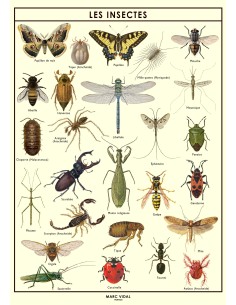 Marc Vidal - Poster Insecten in kartonnen koker NL 2
