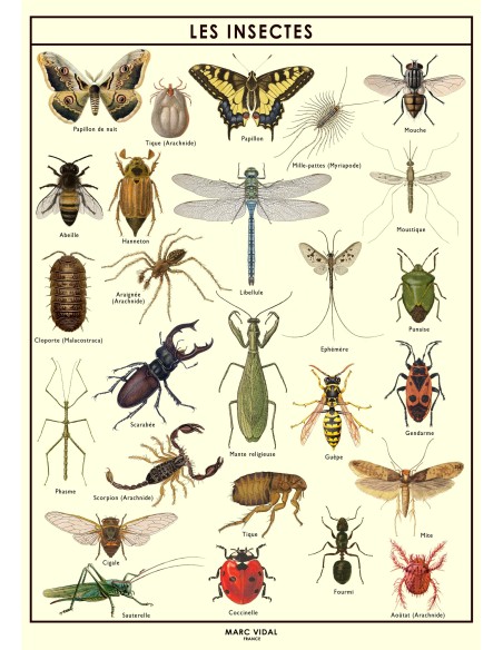 Marc Vidal - Poster Insecten in kartonnen koker NL