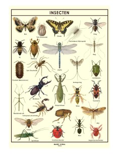 Marc Vidal - Poster Insecten in kartonnen koker NL