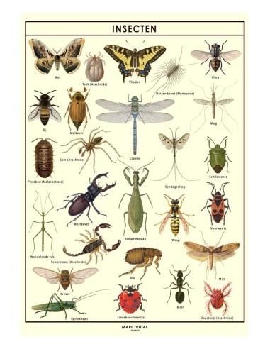 Marc Vidal - Poster Insecten in kartonnen koker NL