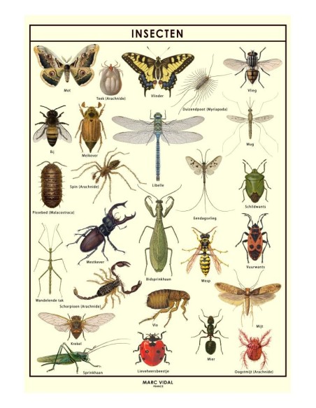 Marc Vidal - Poster Insecten in kartonnen koker NL