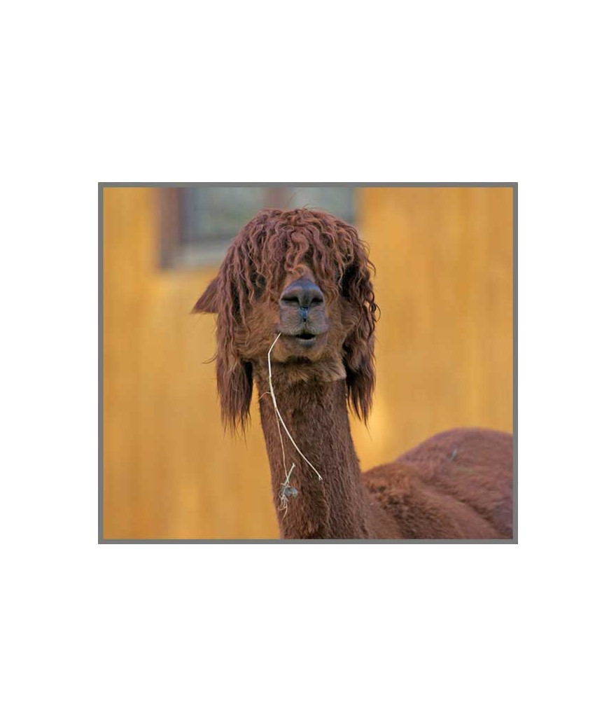 Funny Animals Torch and Projector