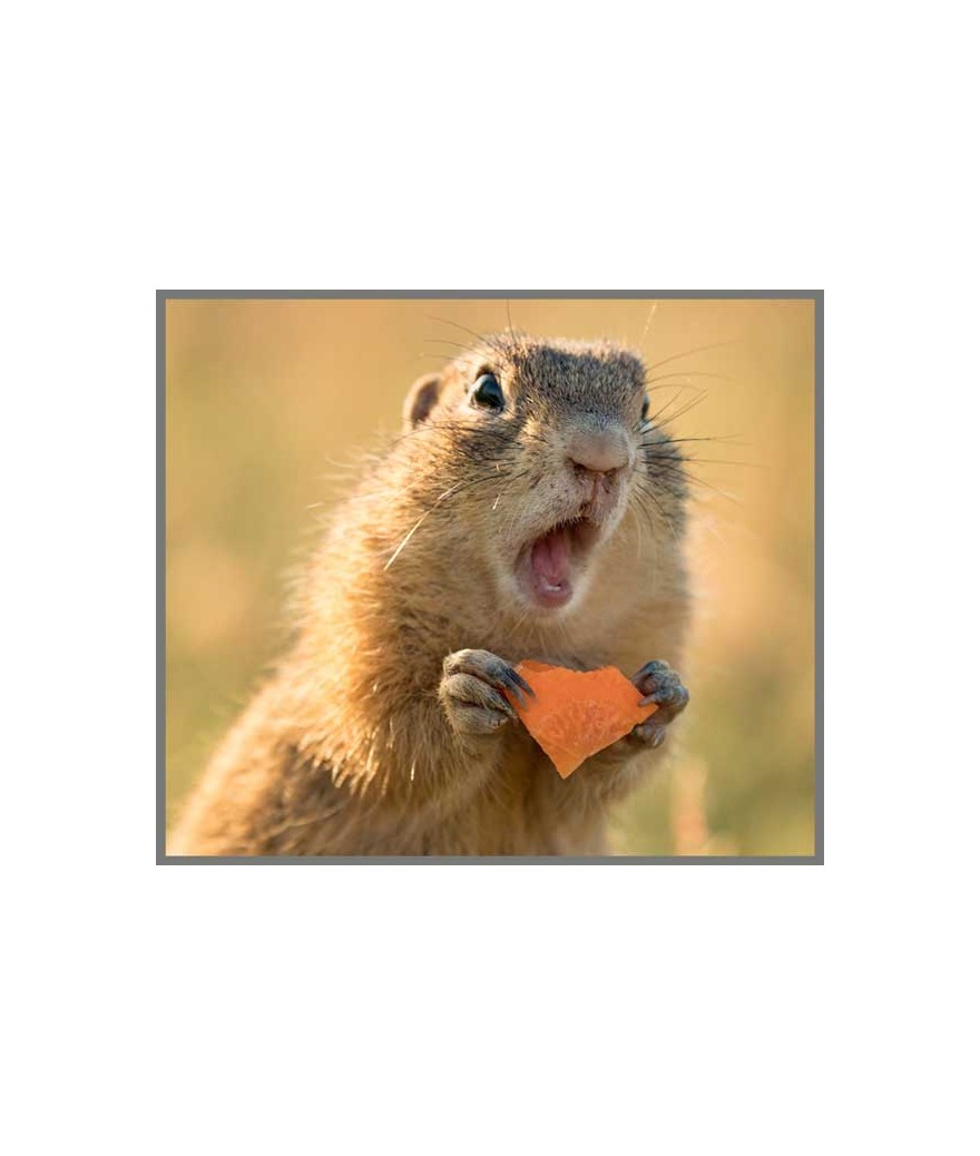 Funny Animals Torch and Projector