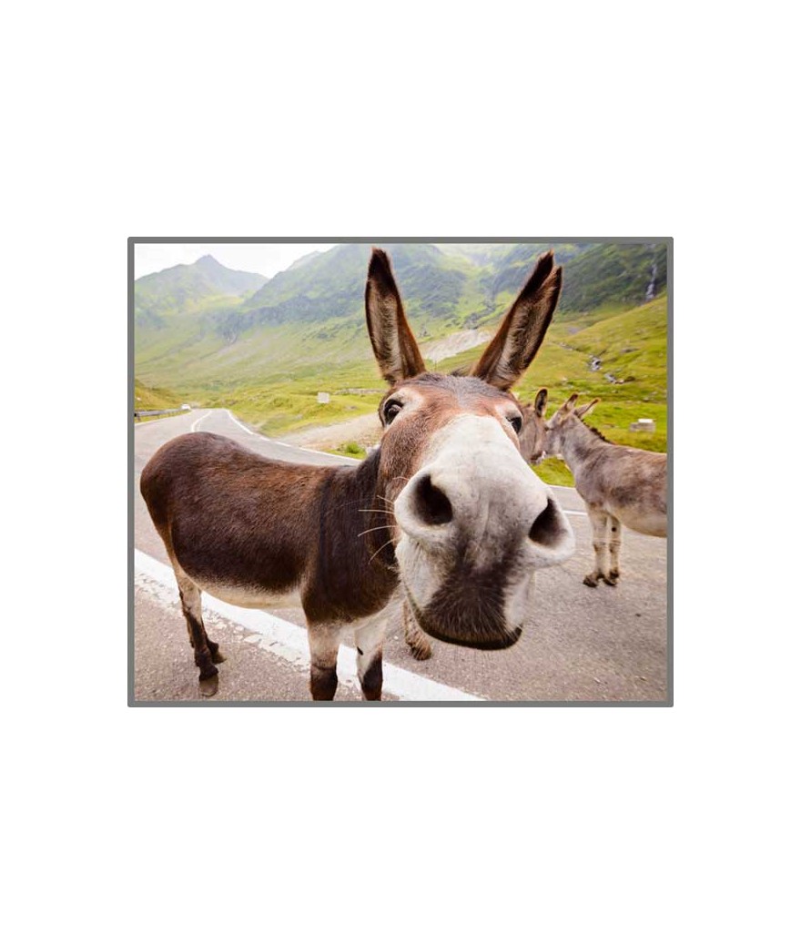 Funny Animals Torch and Projector